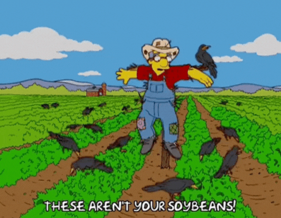 These arent your soyabeans